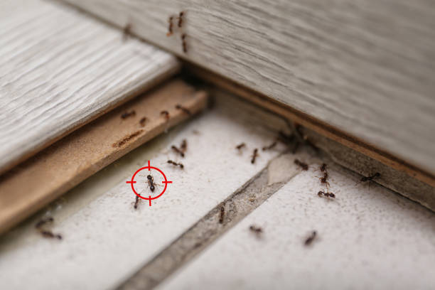 Reliable North Vernon, IN Pest Control Solutions