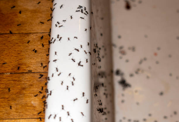 Best Pest Control for Businesses  in North Vernon, IN