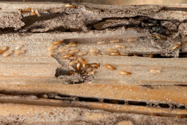 Best Wasp Removal Services  in North Vernon, IN